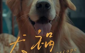 【犬祸难逃（33集）】精彩短剧无广告在线播放