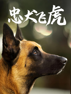 【忠犬飞虎（33集）】免费短剧完整版一键观看-第1张图片-热搜短剧最新分享